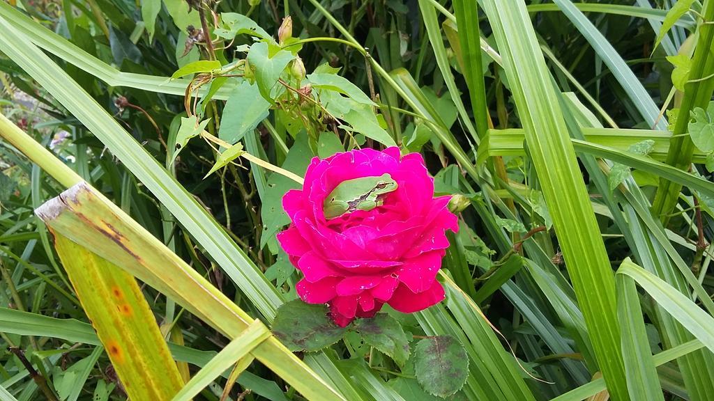 Victoria Arromanches B&B Tracy-sur-Mer ภายนอก รูปภาพ